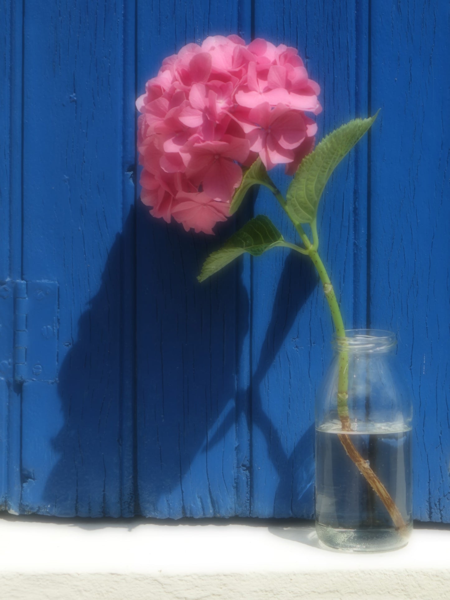 hortensia aquitaine