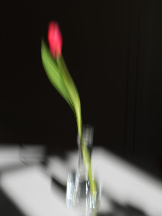 einsame tulpe