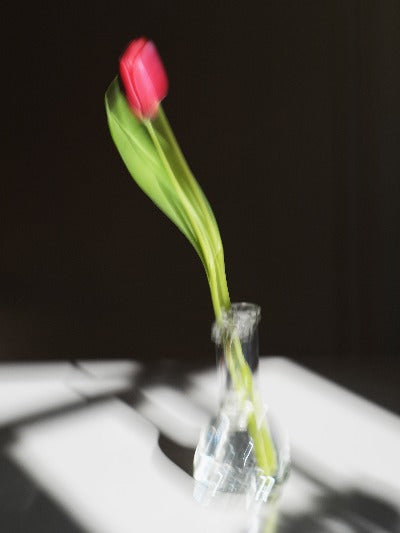 einsame tulpe